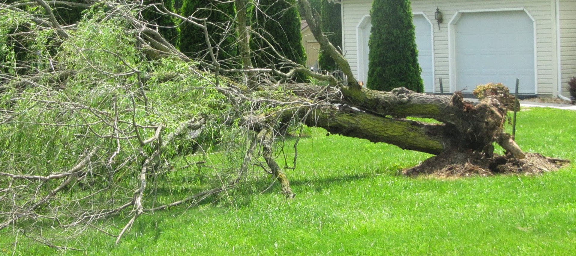 TREE REMOVAL